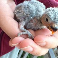 Inseparabili da imbecco