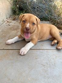 Pitbull