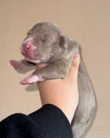 Cuccioli dí Pitbull
