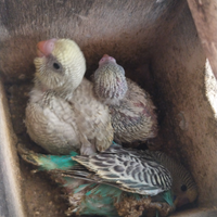 Cocorite vari colori