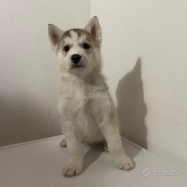 Cuccioli di Siberian Husky