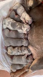 Cuccioli di bulldog francese esotici