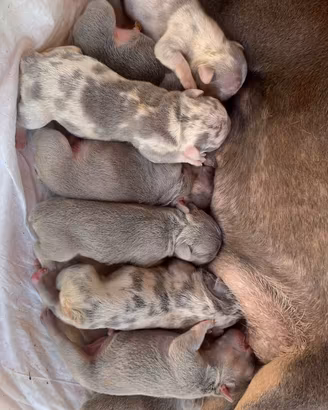 Cuccioli di bulldog francese esotici