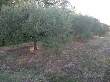 Terreno agricolo