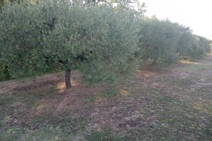Terreno agricolo