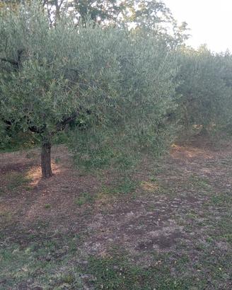 Terreno agricolo
