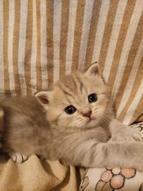 Cuccioli Scottish