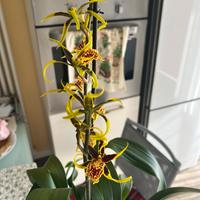 4 vasi Orchidee cambria paphiopedilum 10€