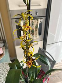4 vasi Orchidee cambria paphiopedilum 10€