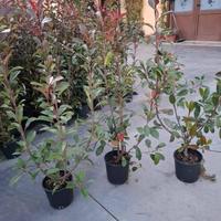 piante da siepe PHOTINIA