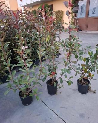 piante da siepe PHOTINIA