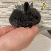 Minilop x mini toy