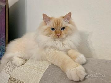 Gatto Ragdoll per accoppiamento