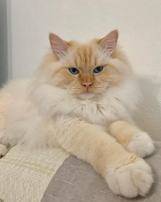 Gatto Ragdoll per accoppiamento