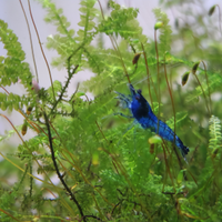 Neocaridina davidi blue dream