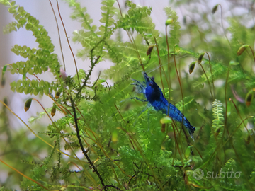 Neocaridina davidi blue dream