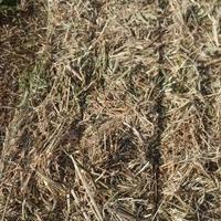 Ballette primo taglio erba medica