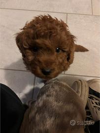 Barboncino TOY Red (ULTIMO PREZZO X NATALE)