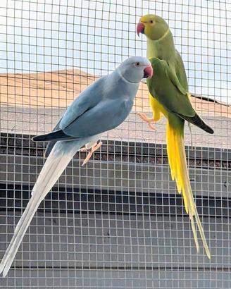 Coppia di Parrocchetto dal Collare 