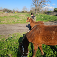 Cavalli prezzo trattabile