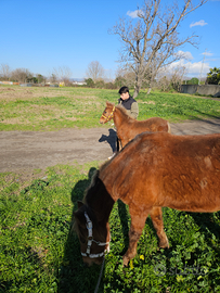 Cavalli prezzo trattabile