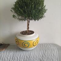 prebonsai