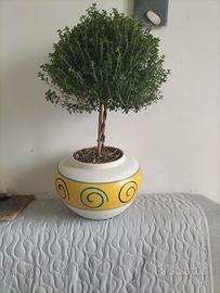 prebonsai