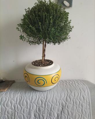 prebonsai