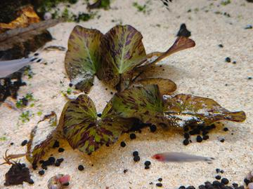 ninfea Lotus 'Tiger Green'