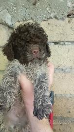 Cuccioli lagotto pedigree Roi da Tartufo