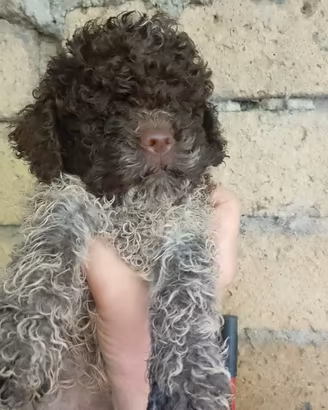Cuccioli lagotto pedigree Roi da Tartufo
