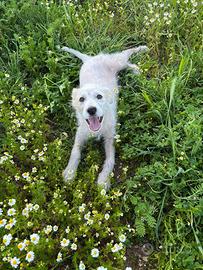 Lollo e le margherite