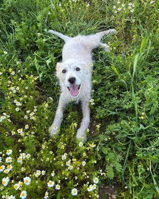 Lollo e le margherite