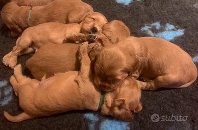 2 Cuccioli maschi Cocker Spaniel inglese
