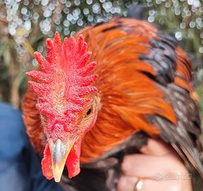 Siciliana coronata ceppo campione