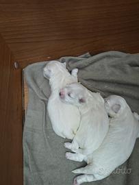 Cuccioli maltese