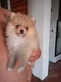 volpino di Pomerania 