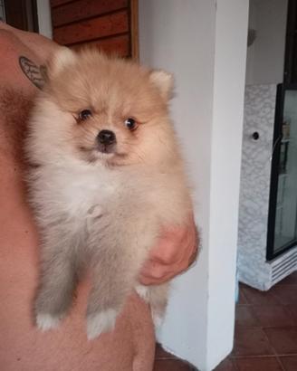 volpino di Pomerania 