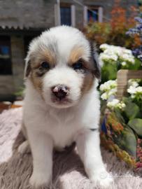 Pastore australiano Blue merle