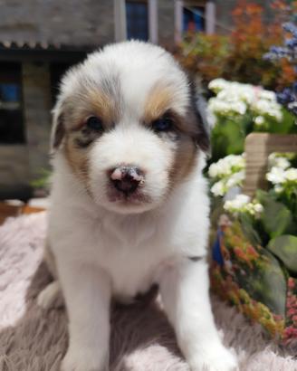 Pastore australiano Blue merle