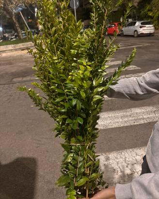 Mirto