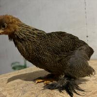 Brahma Perniciato oro