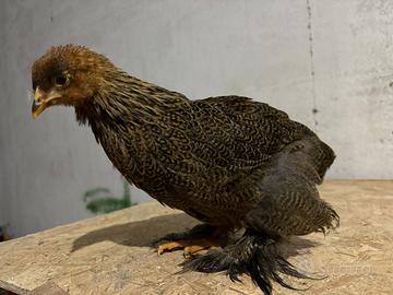 Brahma Perniciato oro