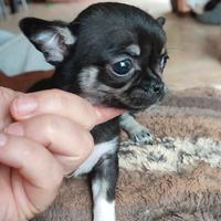 Femmina Chihuahua toy
