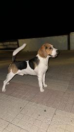 Beagle