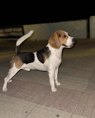 Beagle