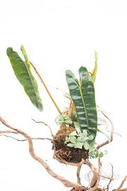 Kokedama con Philodendron Billitiae, Hoya Fitchii