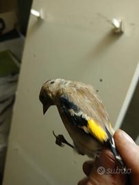 cardellino 