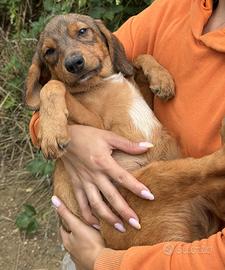 MIKI - segugio 8,9 kg 4,5 mesi, maschio