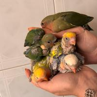 Inseparabili allevati a mano